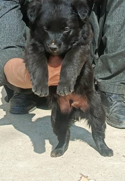 German Shepherd male puppy for sale