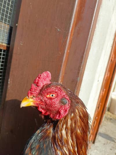 pure mianwali aseel breeder