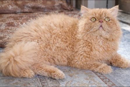 Piki Face|Imported Bloodline|CFA Bloodline|Persian | Stud/Mating/Cross