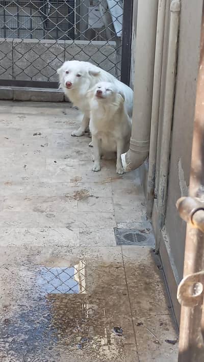 russian female zero Size