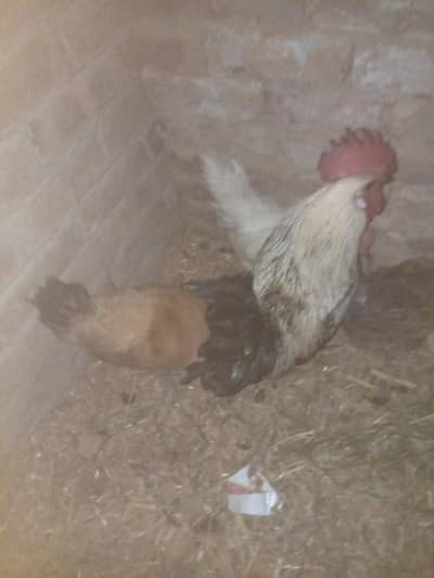 golden mishri anday Dana wali morgiye h