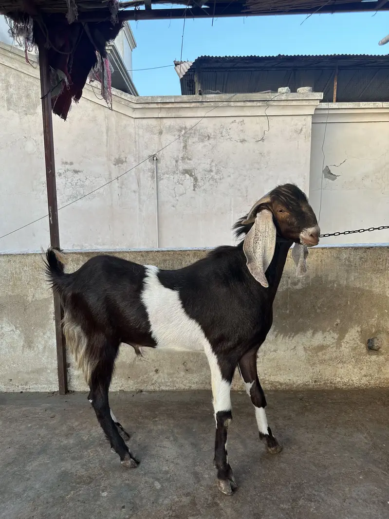 Breeder goats for sale — photo 5