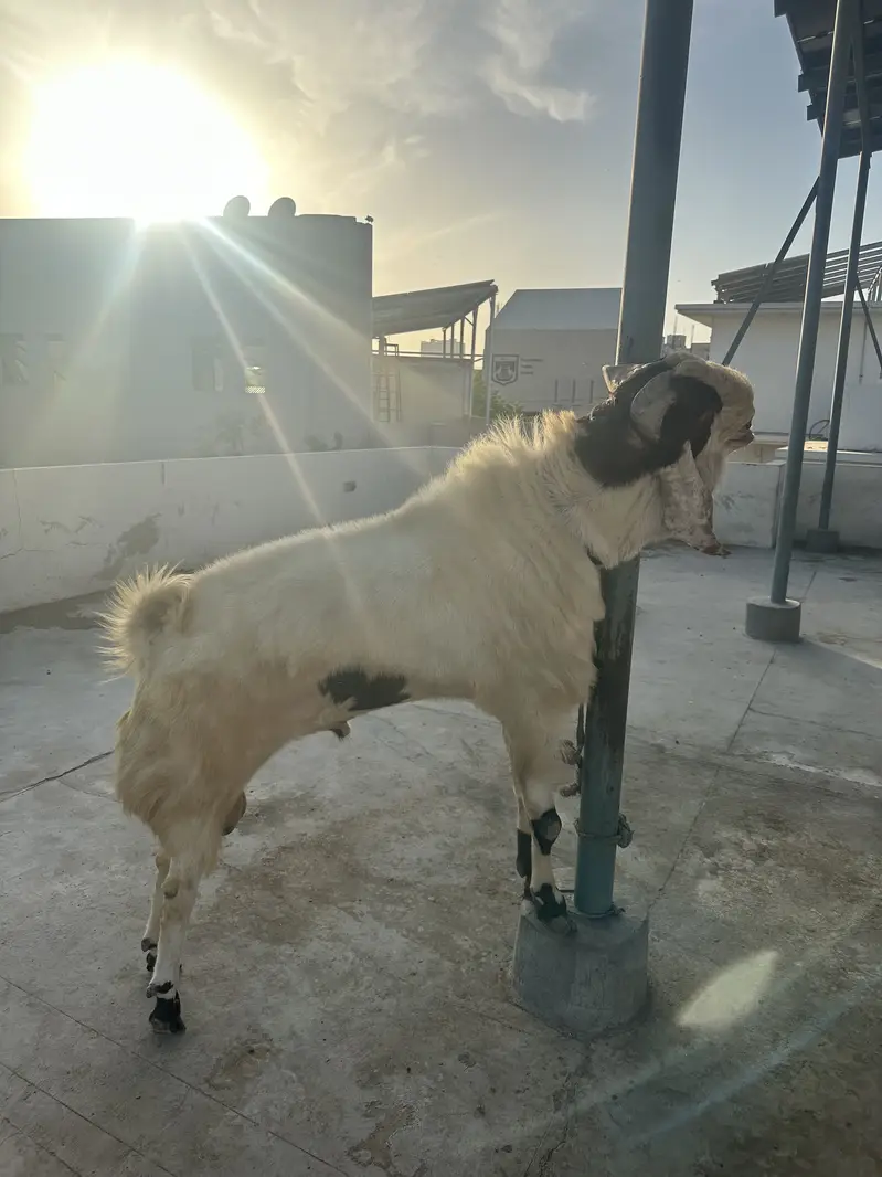 Breeder goats for sale — photo 6