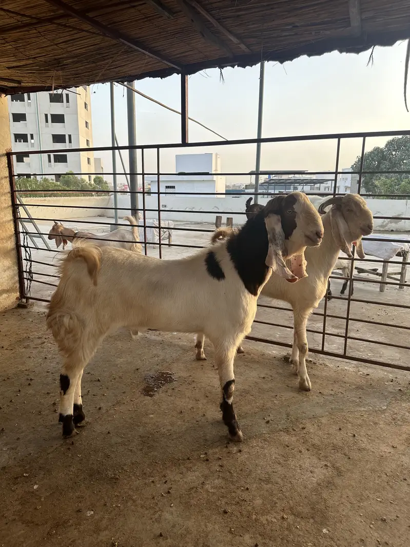 Breeder goats for sale — photo 7