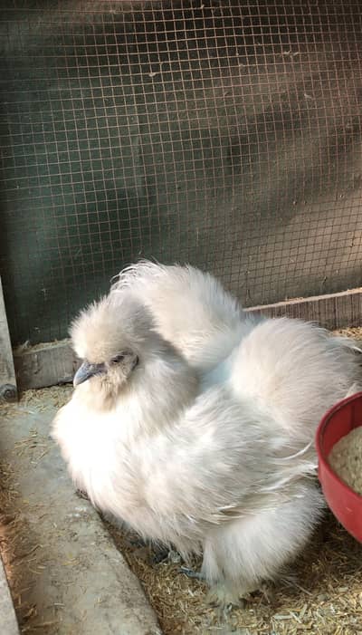 White Silky Pair , Fancy Hens Eggs Chicks