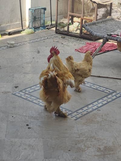 3 Golden Buff Adult breeder hens