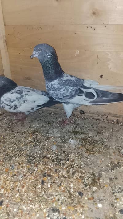 kabotr 03054000665 par