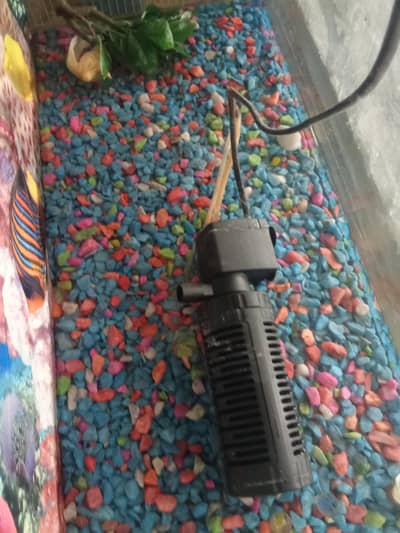 Fish Aquarium