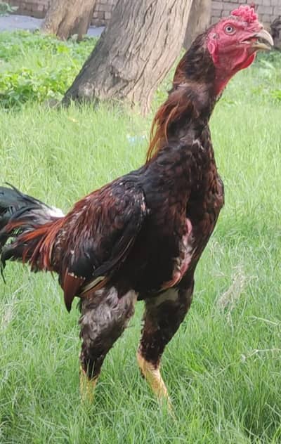 aseel murga mix breed for sale