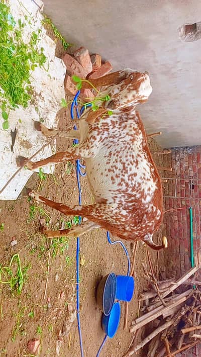 makhi cheni betal bakri