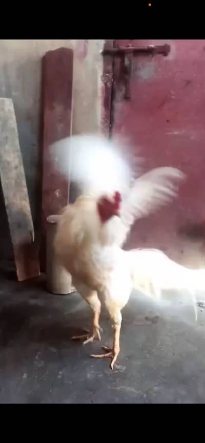 Aseel heera urgent sale karna he munasib peso me he