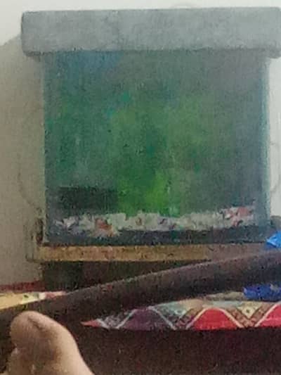 Fish aquarium and fishes for sale