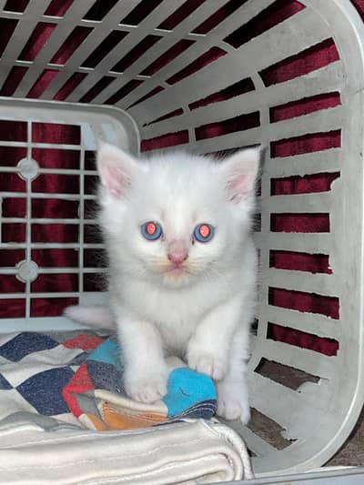 Persian tripple coated kittens for sale