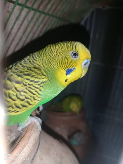 Australian Totay / Parrots Pair for Sale