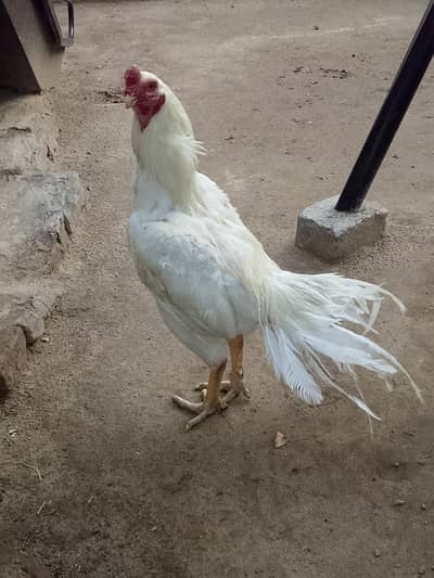pure aseel heera /indian parrot beak male/ golden buff/ aseel murga