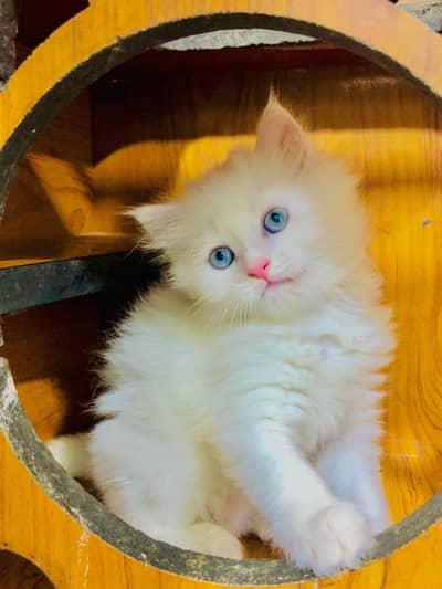 Persian cat and kitten punch face triple coated