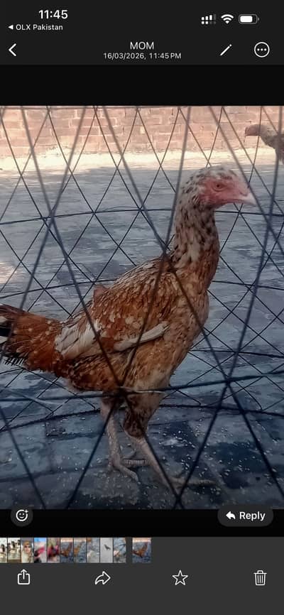 Sehatmand murghi destayab ha