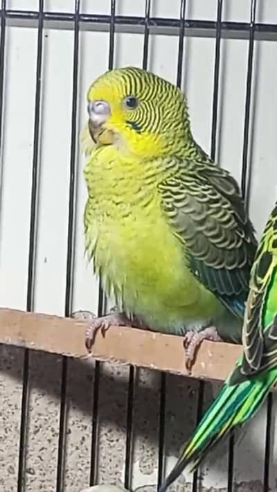 budgies black face to black wings and hoboromo split