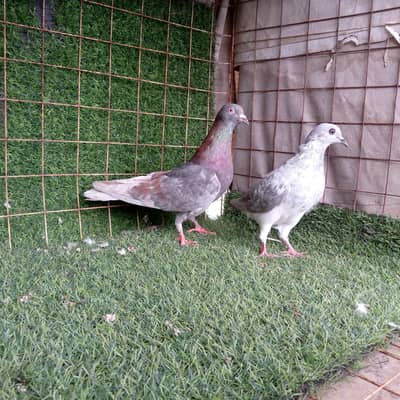 20,pic high flying joro waly pigeon. . . . read full add