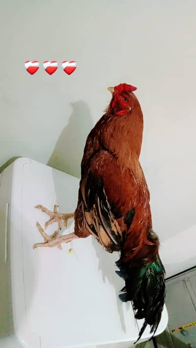 Red and black color condition okay active  ok all ok