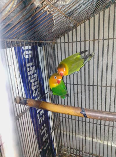 Love birds for sale