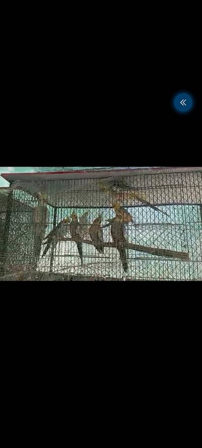 cocktail variety for sale