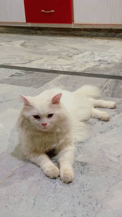 Persion cat Male