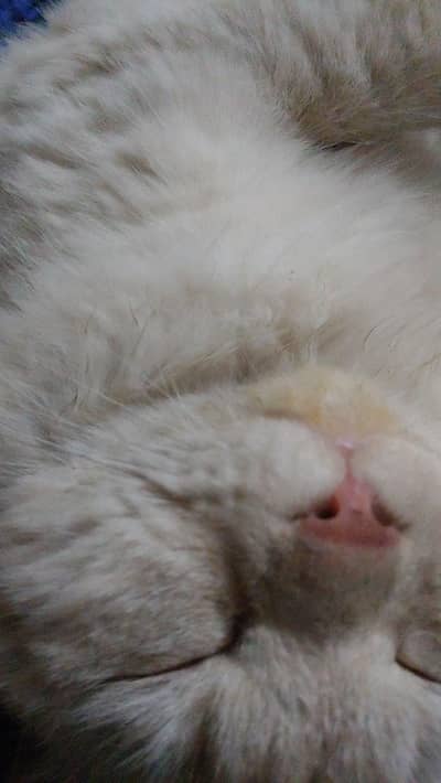 Breeder / very calm and manners trained