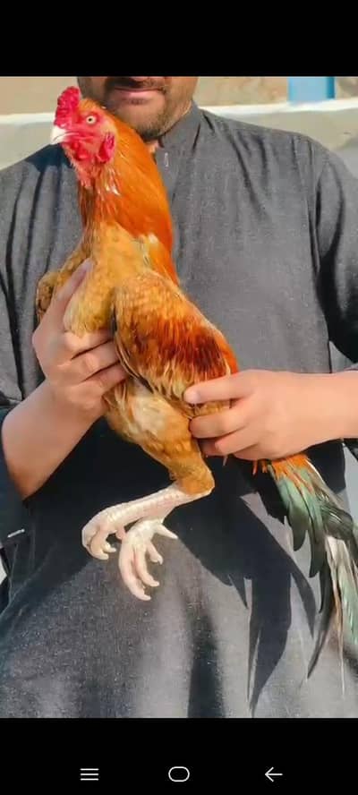 Aseel Mianwali / Mushka Lasai / Aseel /  Eggs lying hens for sale