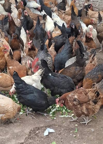 Desi Murghian | Desi Eggs | Pure Desi Murghay |