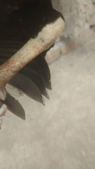 bhut achay a murgay 20 eggs dety a