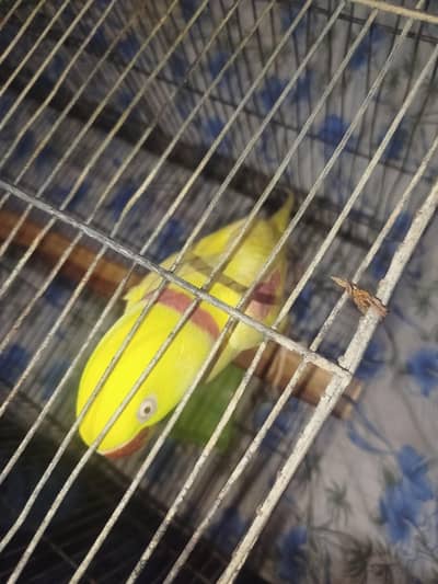 yellow Alexander parrot (for sale)