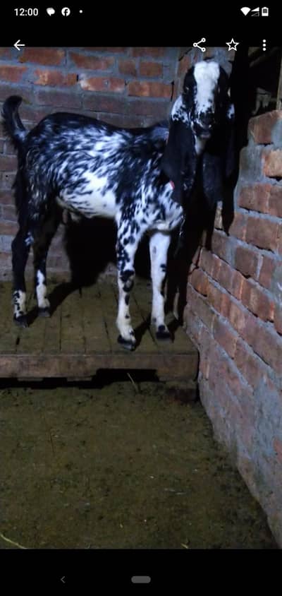 dasi bakra makhi cheenia