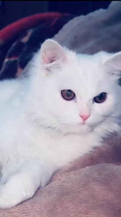 Male cat double code persian white colour