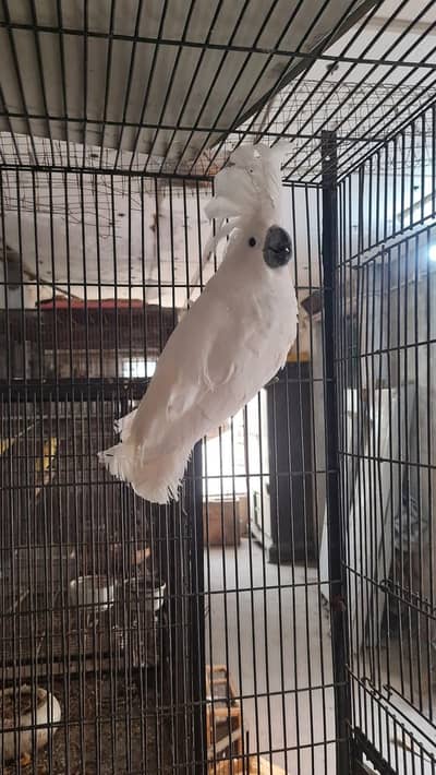 Umberlla cocakto chik 03363938133