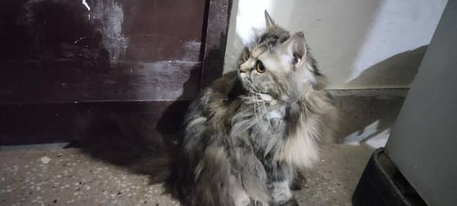 Persian cat