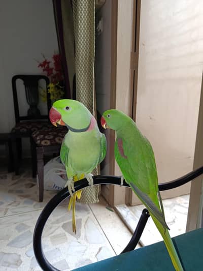 Breeder Handtame Talking Kashmiri Parrot Pair Contact 03362838259