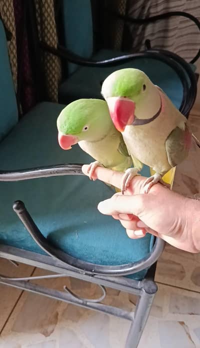Breeder Handtame Talking Kashmiri Parrot Pair 03362838259 03362556067