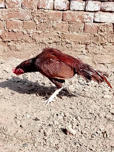 quality peela  aseel murgha