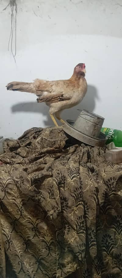 dasi morgi and khorkh morgi alvlble