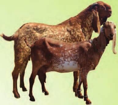 Show quality Beetal Kids Available|Beetal bacha|بیتل بکری|breeder|