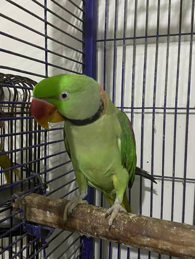 Alexander pure raw young parrots with cage