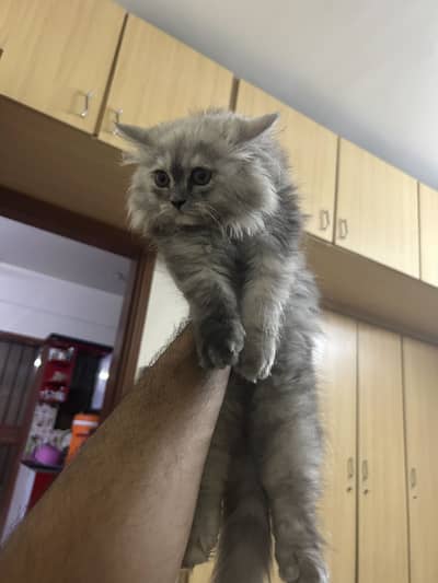 Triple coated extreme quality persian cat gray shade available