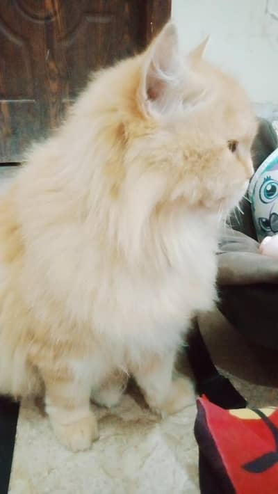 persion female for triple coat