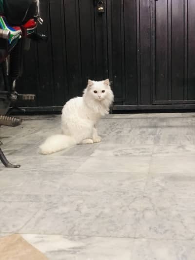 Persian cat