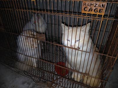 Three cats, home-raised urgent sale