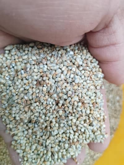 bajra desi 50 kg weight per trora