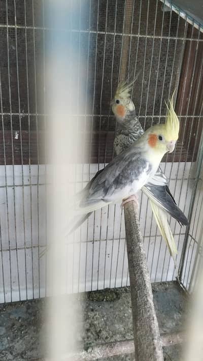 Cocktail Pair for sell