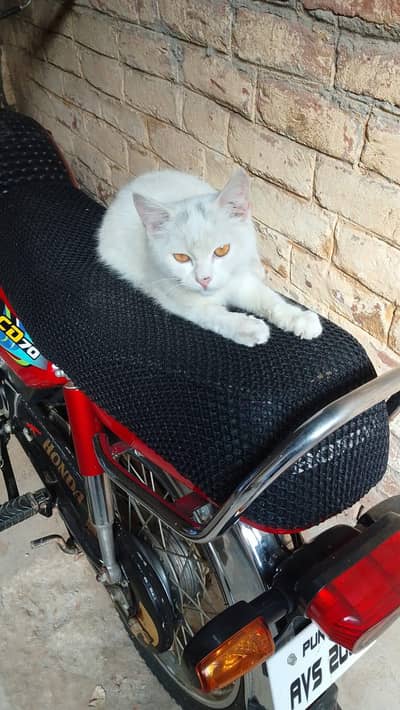 Persion or Turkish angora Cat