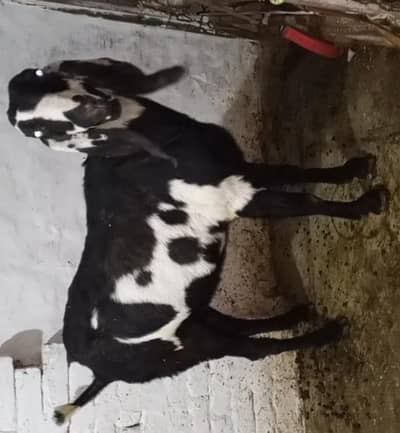 beetal bakri Gabbana hai